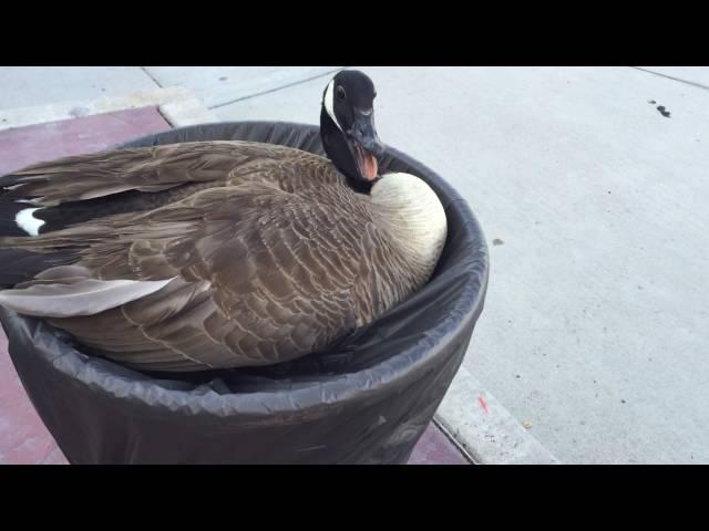 HISSING GOOSE IN A FLOWER POT