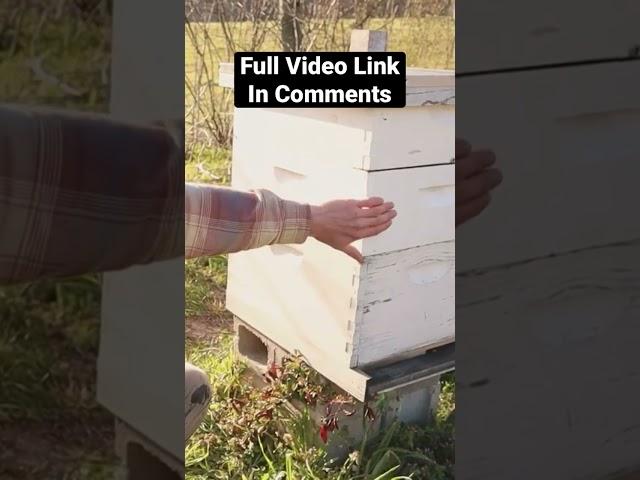 Beginner Guide to Beekeeping: Langstroth Hive Walkthru