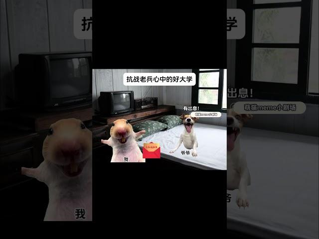 #relaxing #猫meme #funny #喵哥是萌新 #搞笑 #cat