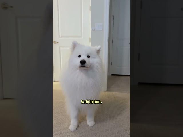 Did you get all that? #dogshorts #samoyed