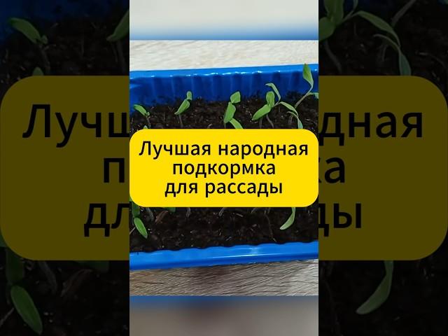 Лучшая народная подкормка для хилой рассады! #дача  #огород  #подкормки    #рассада