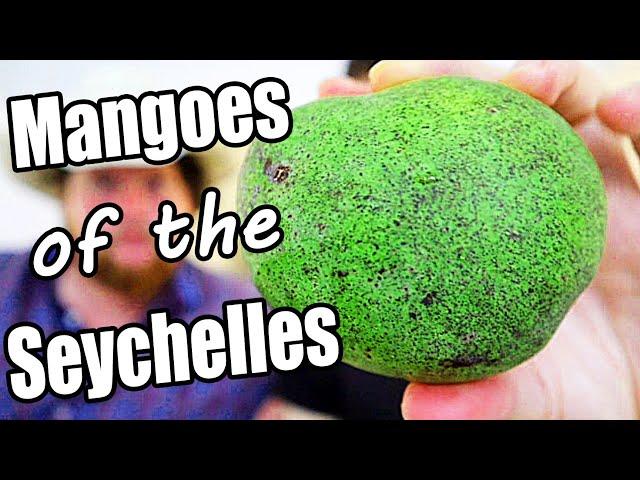 What MANGOES Are Like In The Seychelles - Weird Fruit Explorer