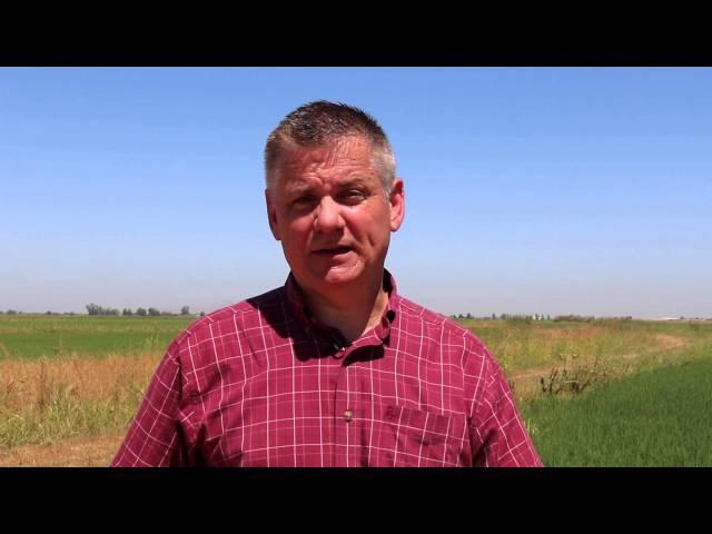 California Rice acreage improves although drought persists