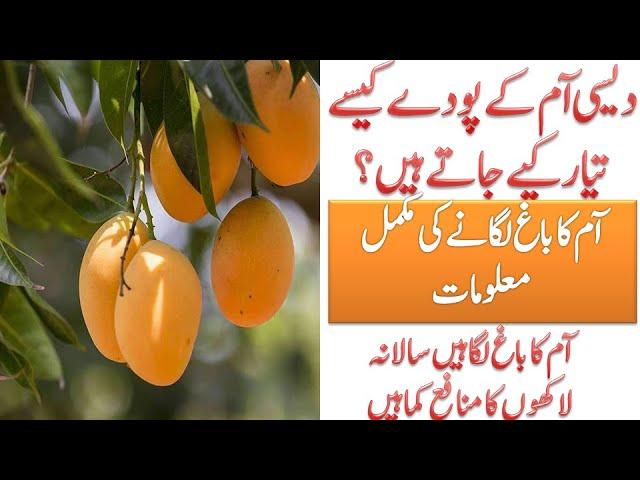 Desi mango plants in Pattoki || How to turn mango into your favorite variety || Complete detail