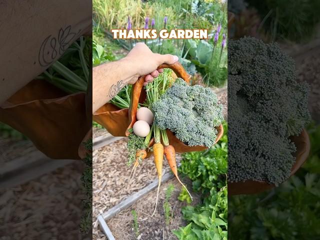Let’s #harvest #lunch from the #garden  #farming #cooking