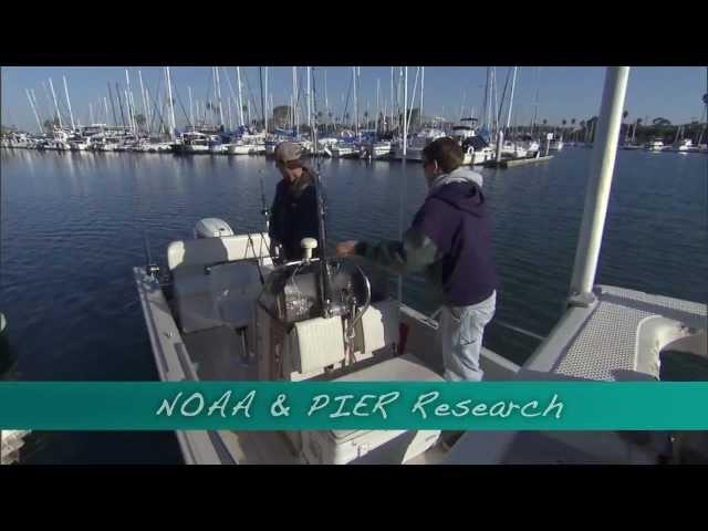 Sustainable Sport Fishing for Thresher Sharks