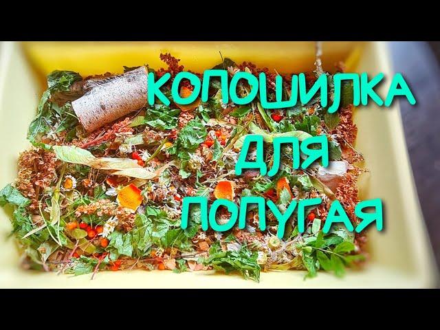 Копошилка попугаю/Как надолго занять попугайчика? #попугай #копошилка