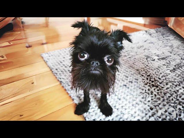 Affenpinscher  The Monkey-Faced Dog!