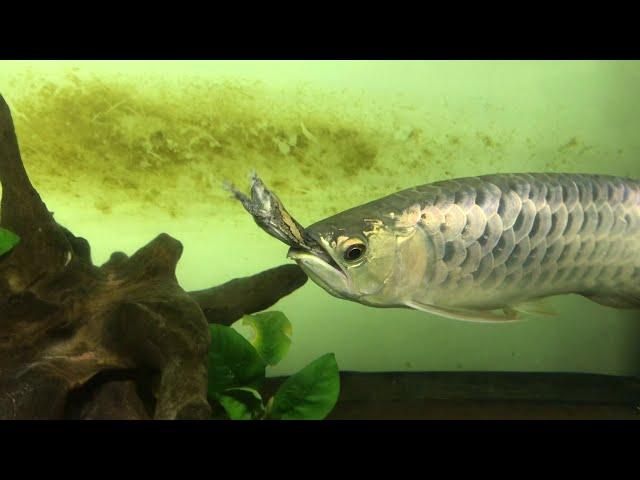 Arowana eats bullfrog