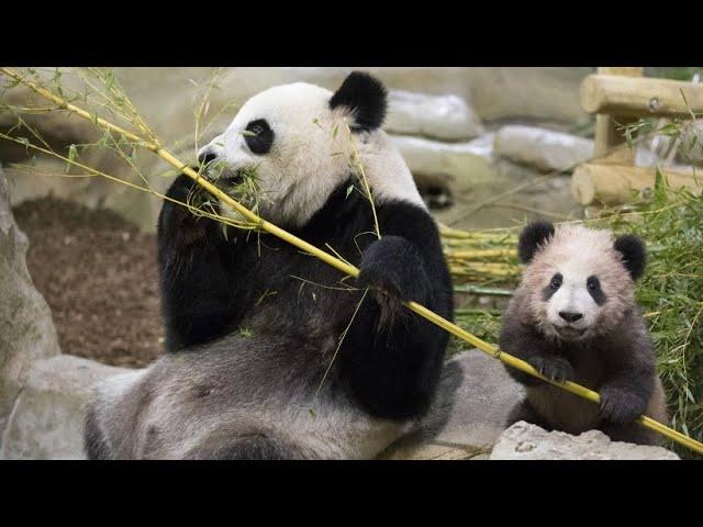 Kleiner Panda begeistert Franzosen