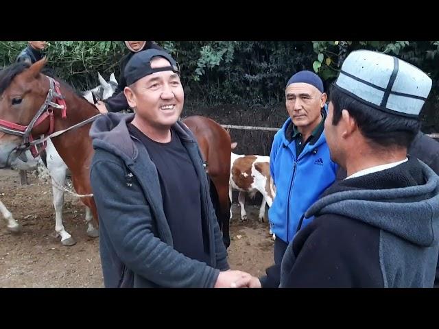 angren Mol bozori bugungi narxlar bilan tanishing 26.09.2024 #horse #qoyboqish #animals #bozor #rek