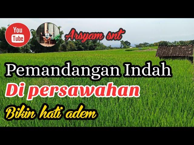 Pemandangan Indah Di persawahan || Bikin Hati Adem