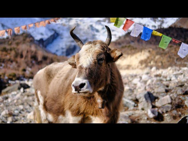 Ambient Silent Hiking with Animals of the Himalayas