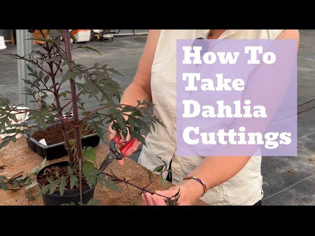 How to Take Dahlia Cuttings Like a Pro: Step-by-Step Guide!