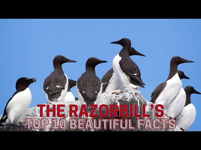 Razorbills  | Top 10 beautiful facts