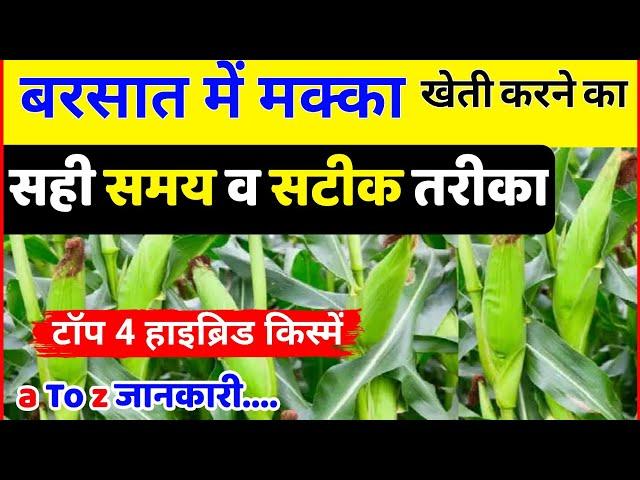 बरसात मक्का की खेती कब और कैसे करें | Makka ki kheti | Hybrid maize | Makka ki hybrid kisme