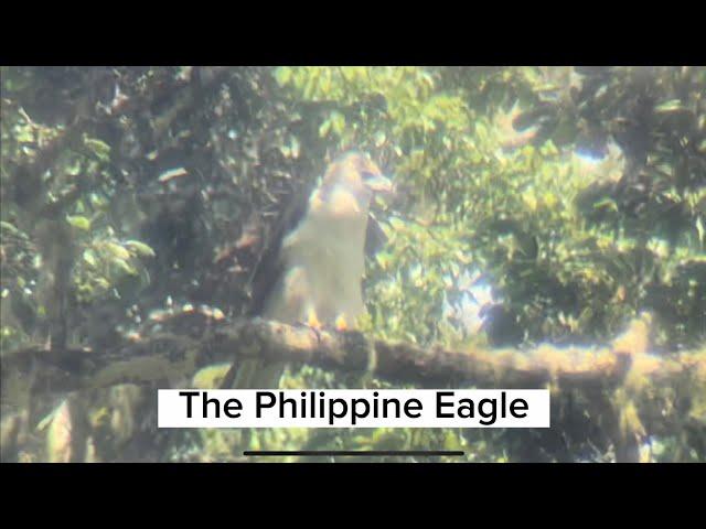 The Philippine Eagle #PhilippineEagleWeek #PhilippineEagleWatching