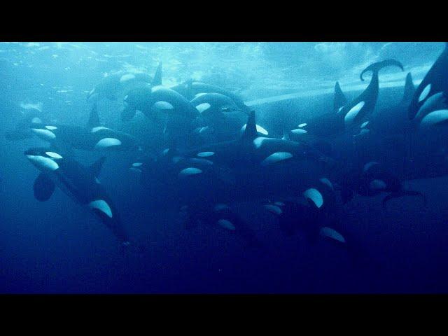 Diving with 50 Orcas in Norway