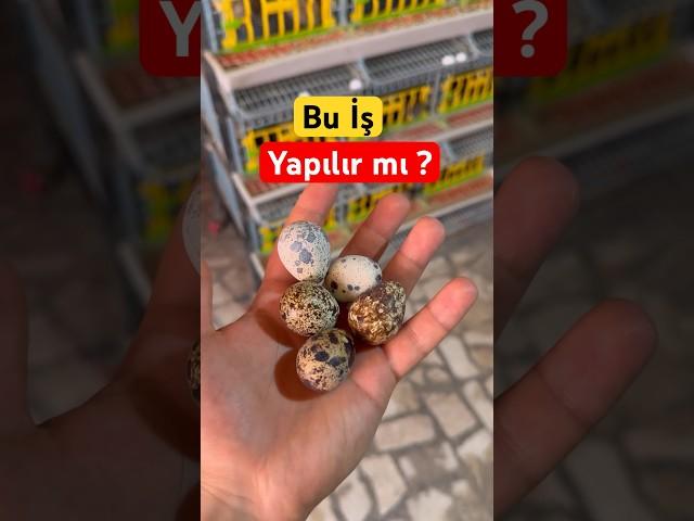 100 Bıldırcının Aylık Kazancı
