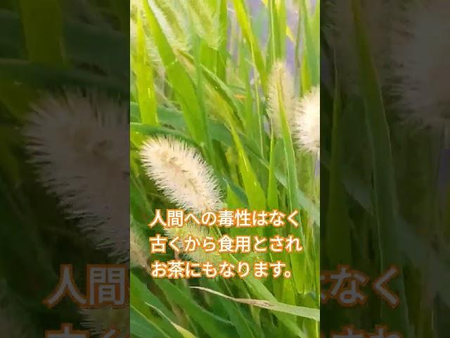 ７月の花・雑草（エノコログサ)　#shorts