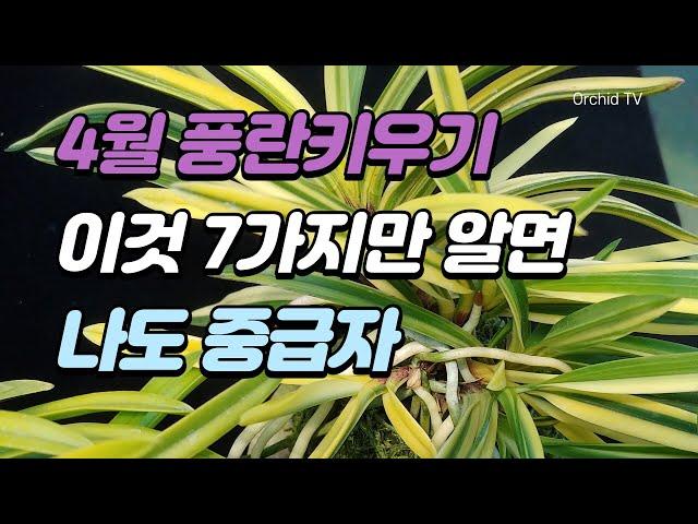 4월 풍란(부귀란) 키우기 핵심 7가지 (Orchid)