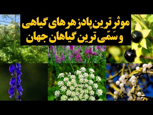 سمی ترین گیاهان جهان و موثرترین داروهای گیاهی برای رفع مسمومیت