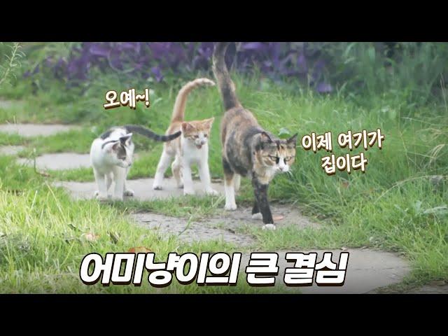 매일 밥 챙겨줬더니 새끼고양이 4마리 데리고 온 어미냥이 | 카라와 꼬맹이들 몰아보기