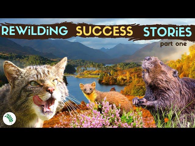 5 Successful REWILDING BRITAIN Projects