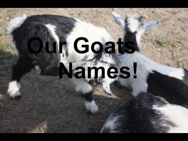 Our Goats Names