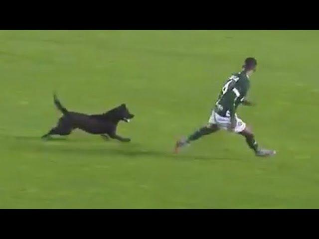 7 Funny Appearances of Dogs on the Football Field