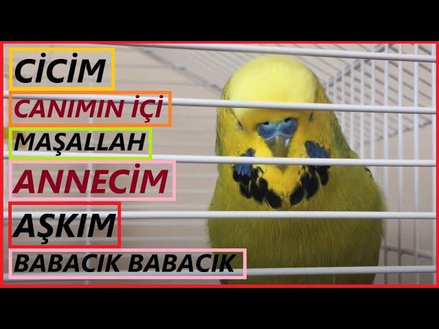 Konuşan Muhabbet Kuşu Fıstık - Cicim Canımın içi  Maşallah Annecim Aşkım Babacık Cici kuş