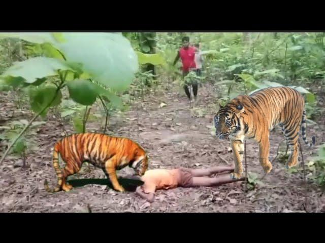 ..,TIGER ATTACK Man IN THE FOREST...jungle Me TIGER ka attack ..RoYal bengol tiger attack...