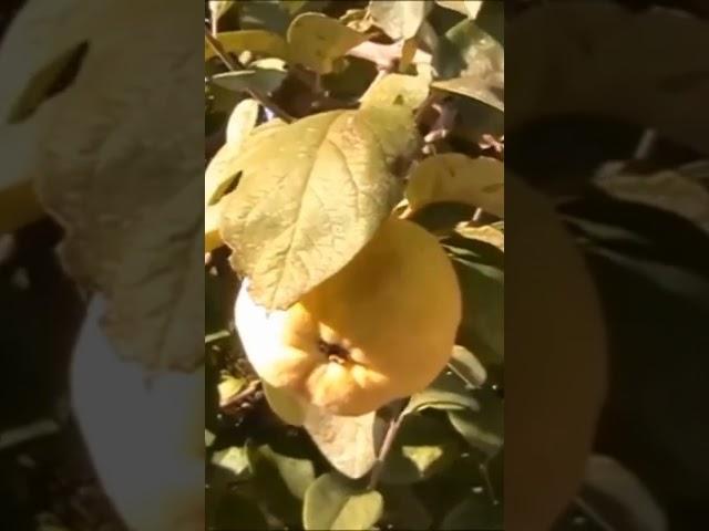 FOOD FOREST QUINCE FRUIT TREE