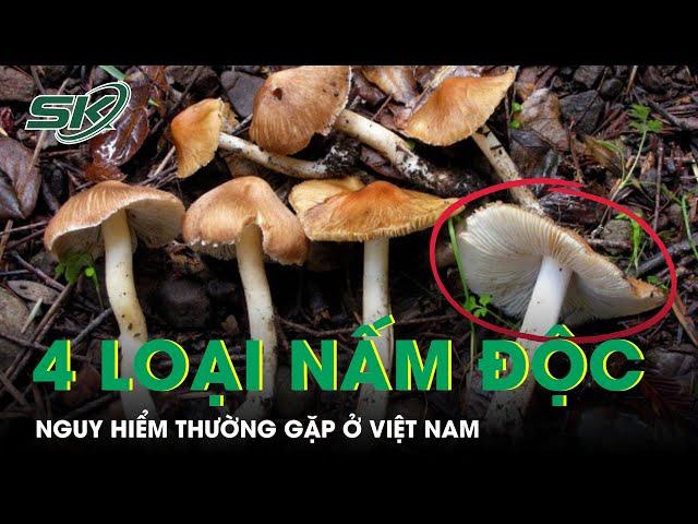 4 Loại Nấm Độc Nguy Hiểm Thường Gặp Ở Việt Nam |SKĐS