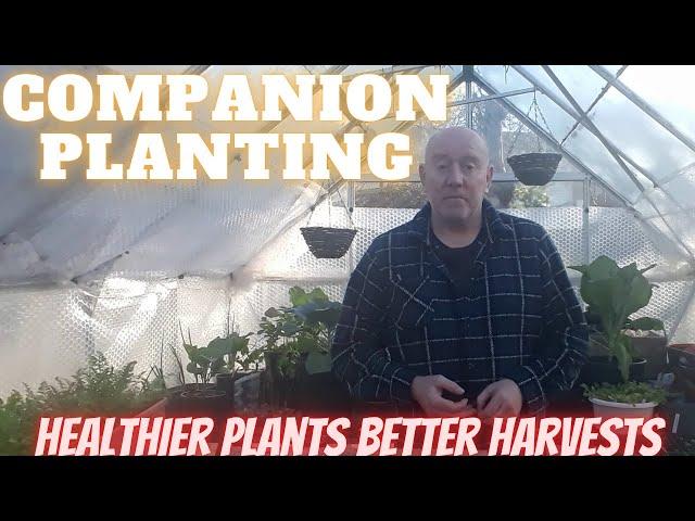 Companion Planting Vegetables [Gardening Allotment UK] [Grow Vegetables At Home ]
