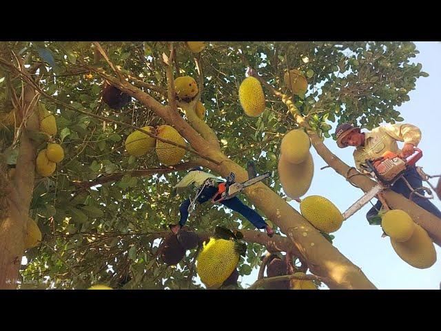 Quá sót, Cưa bỏ những cây Mít siêu trái / Too late, Sawing off the super fruit Jackfruit trees |T886