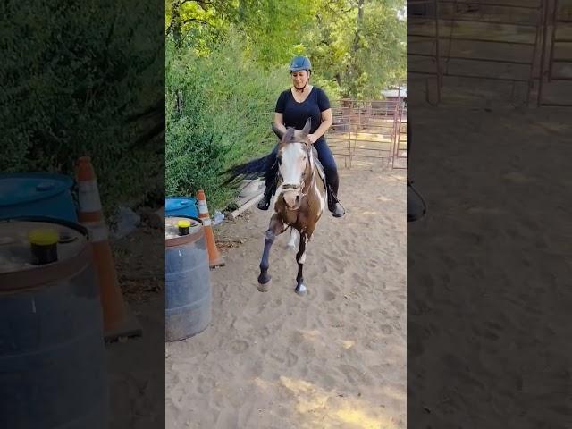 Miro show off his #one #trick  #tricks #trickpony #horse ##spanishwalk #westernriding