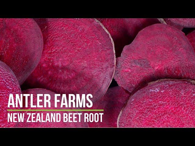 Antler Farms New Zealand Beet Root - Pure, Clean Energy