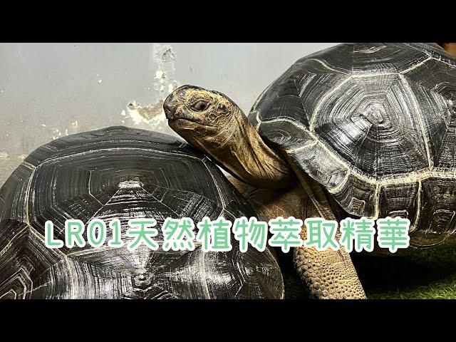 「亞達伯拉」Tortoise 陸龜「LR01輕鬆上、防護大大提升」#柯爾鴨 #taiwan #陸龜 #youtube #instagram  #tortoise