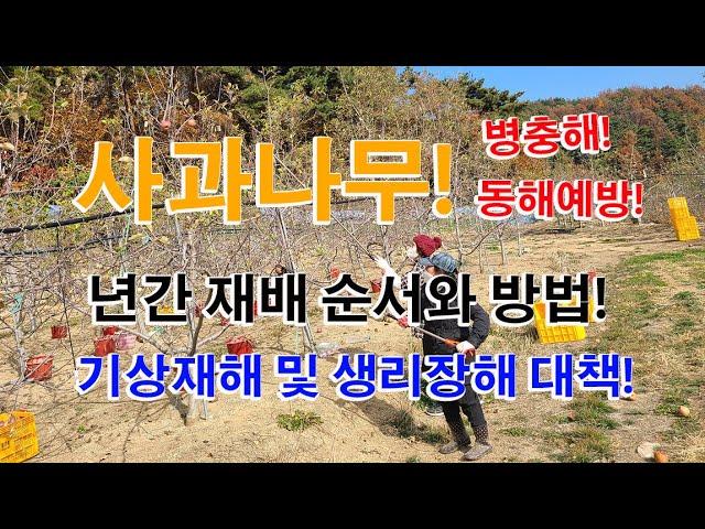 이것만 알아도 사과농사 반은 끝났다 사과나무 재배 년간 주요일정 및 작업  20210117