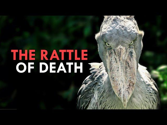 The Dinosaur Bird That Eats Baby Crocodiles (And Other Weird Animals)