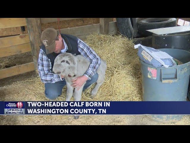 Two-headed calf named 'Chance' born in Washington County, Tenn.