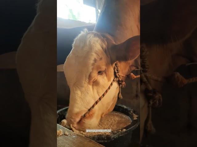 Sapi jumbo, Comboran sapi, Sapi qurban, Cow #shorts #animals #sapi #cow