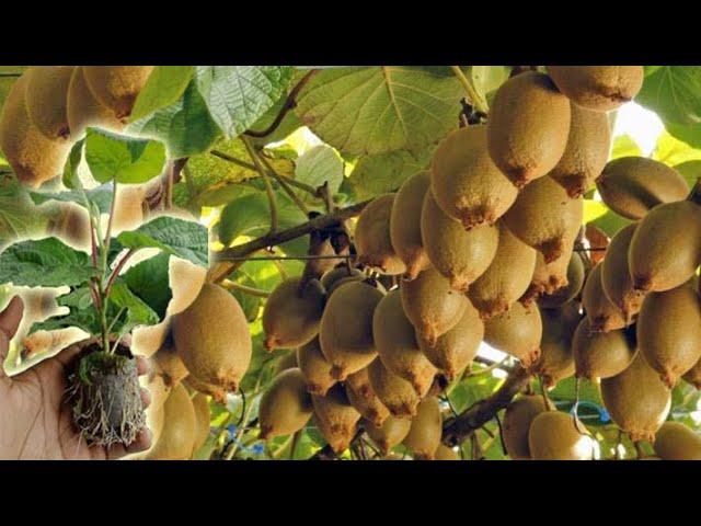 How to Grow, Prune, And Harvesting Kiwifruit - Gardening Tips