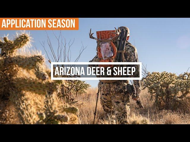 How to Apply for Arizona Deer & Sheep Hunts | Non-Resident Tag Guide