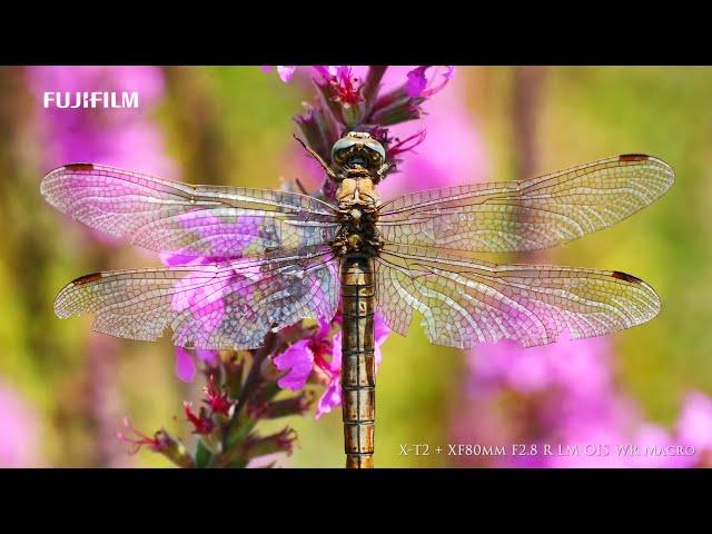 Akın Acar ile Küçük Dünya - Fujinon XF 80mm F2.8 Macro