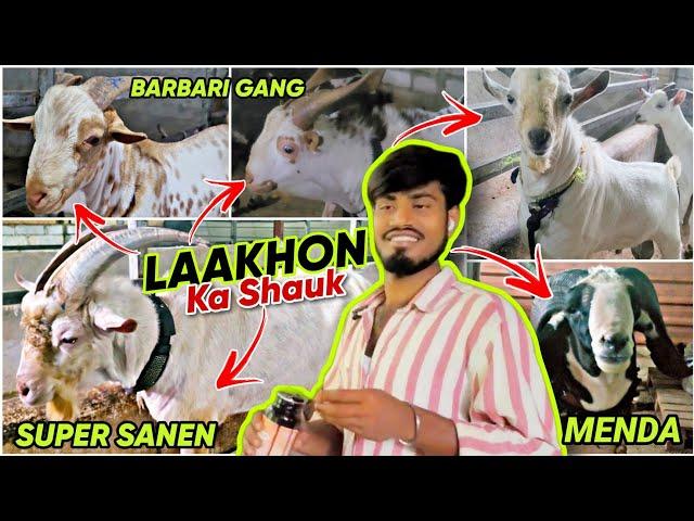 Laakhon ka Shauk  Saanen, Barbari, Kota Bakre | Sayed Goat Farm Taloja #bakra #goat