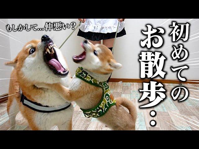 【初めてがこれ..？】先住犬こまちゃんと初散歩に行く生後3ヶ月の柴犬の反応が可愛すぎました..