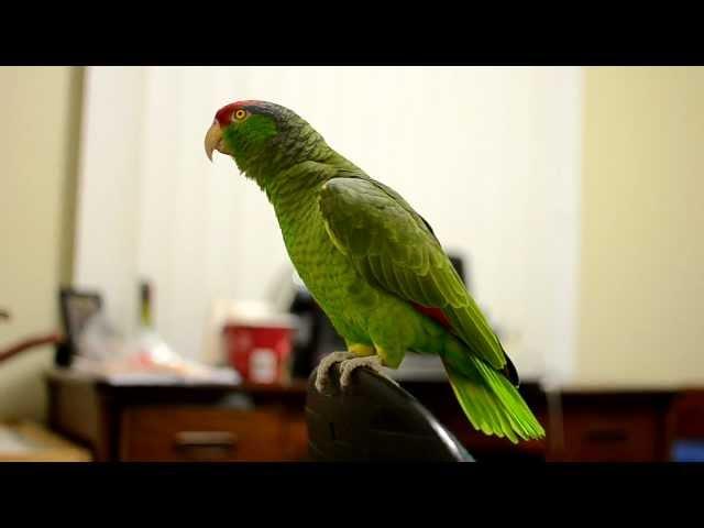 Talking Amazon Parrot