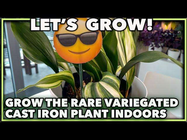 HOW TO GROW THE VARIEGATED CAST IRON PLANT